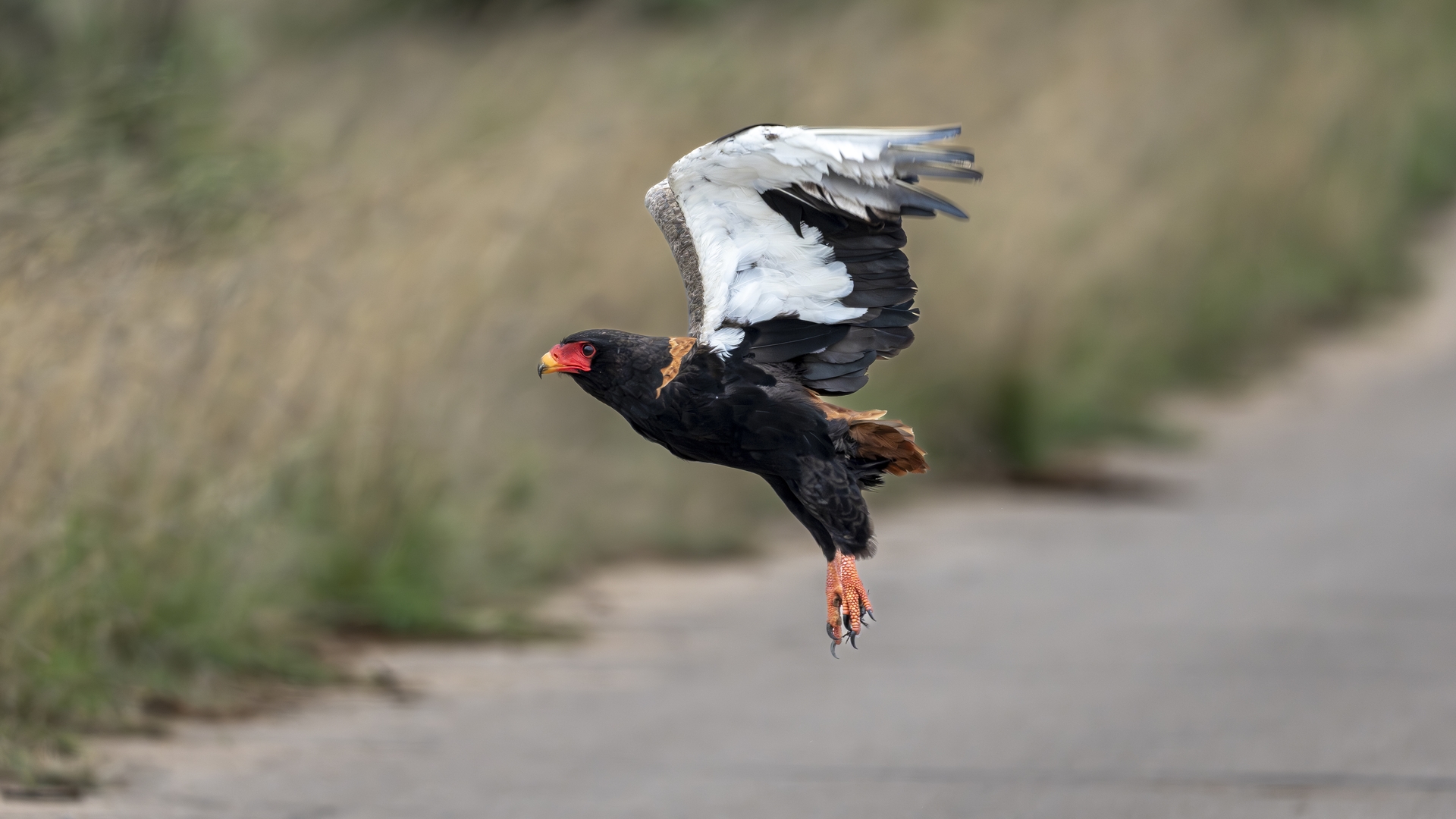 Kruger25 2025 10 30 11 17 38 ILCE 1M2 591